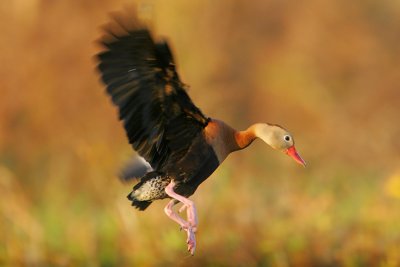 Black-bellied Whistling-Duck