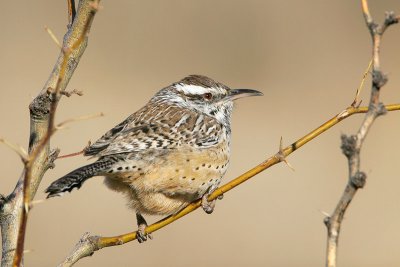 Cactus Wren