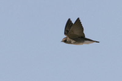 Northern Rough-winged Swallow