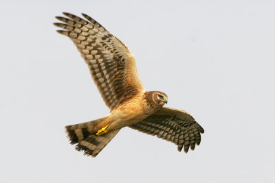 Northern Harrier