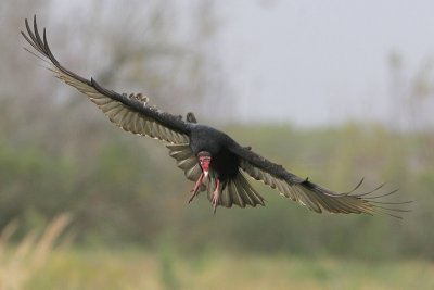 Turkey Vulture