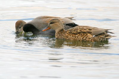 Gadwall