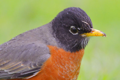 American Robin