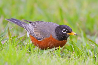 American Robin