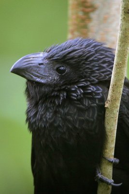 Groove-billed Ani