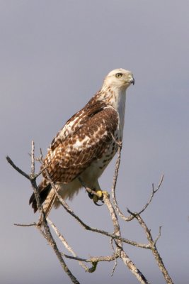 Red-tailed Hawk (Krider's)