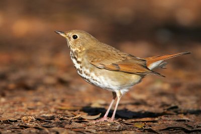 Hermit Thrush