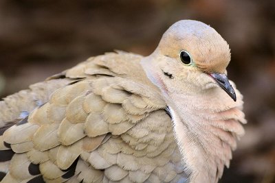 Mourning Dove