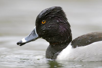 Ring-necked Duck