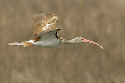 White Ibis