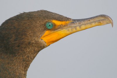 Double-crested Cormorant