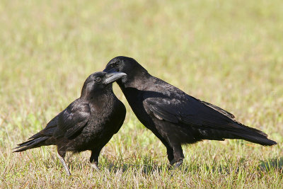 American Crow