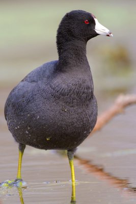 American Coot