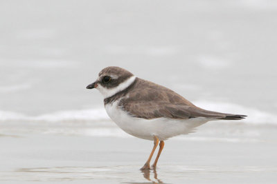 Semipalmated Plover