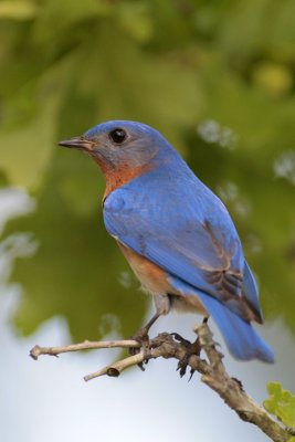 Eastern Bluebird