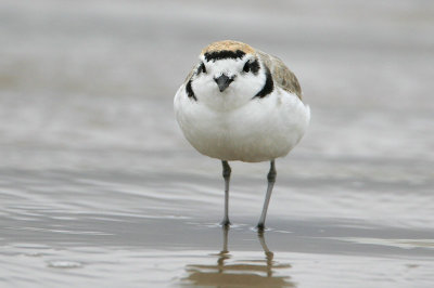 Snowy Plover