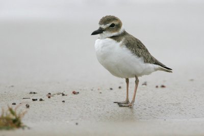 Wilson's Plover