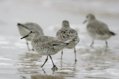 Red Knot