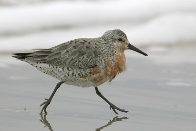 Red Knot