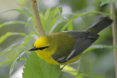 Blue-winged Warbler