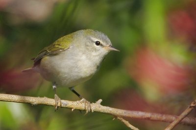 Tennessee Warbler