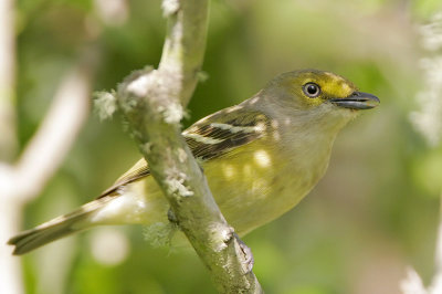 White-eyed Vireo