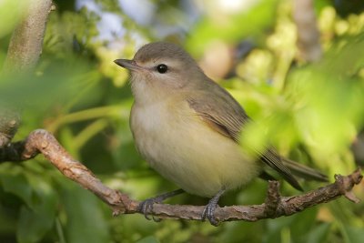 Warbling Vireo