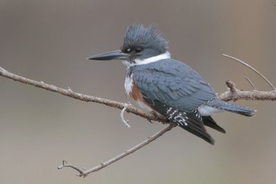 Belted Kingfisher