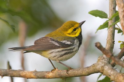 Black-throated Green Warbler