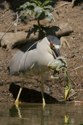 Black-crowned Night-Heron eating Great Egret