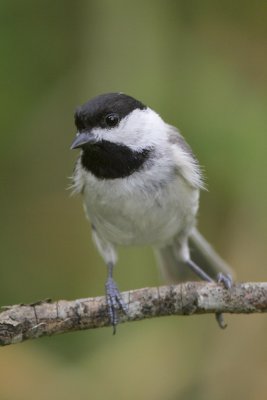 Carolina Chickadee