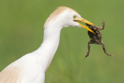 Cattle Egret w/toad