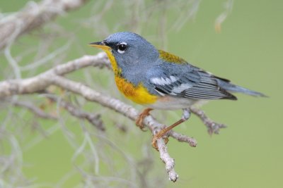 Northern Parula