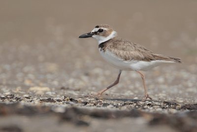 Wilson's Plover