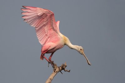 Roseate Spoonbill