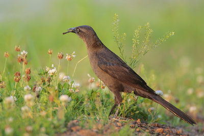 Great-tailed Grackle