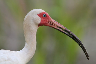 White Ibis