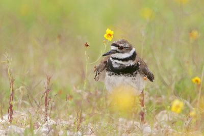 Killdeer