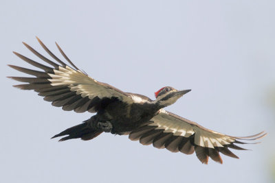 Pileated Woodpecker