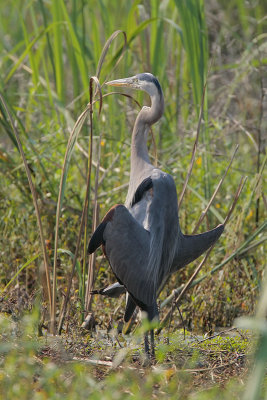 Great Blue Heron