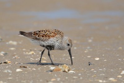 Dunlin