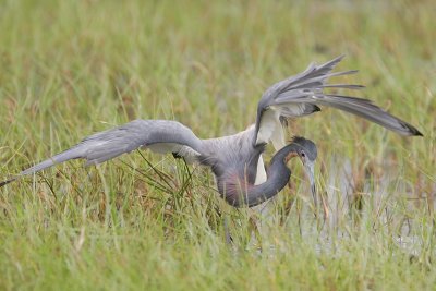 Tricolored Heron