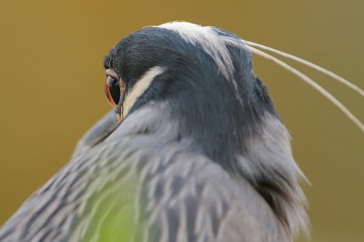 Yellow-crowned Night-Heron