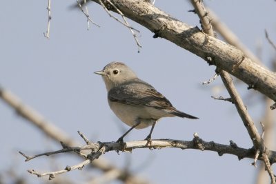 Lucy's Warbler