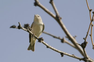 Lucy's Warbler