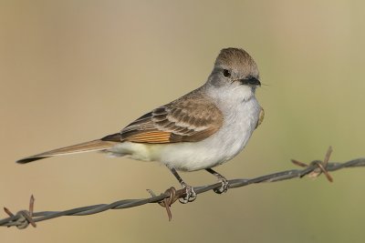 Ash-throated Flycatcher