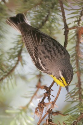 Graces Warbler