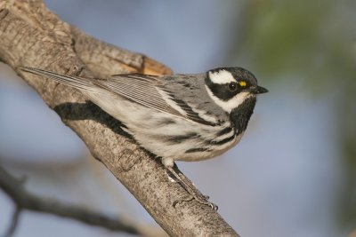 Black-throated Gray Warbler