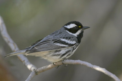 Black-throated Gray Warbler