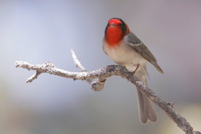 Red-faced Warbler